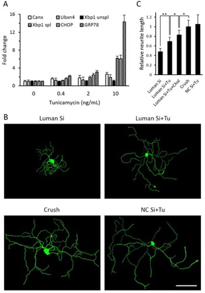 <p>It triggers the UPR and rescues impaired axon outgrowth associated with Luman knockdown.</p>