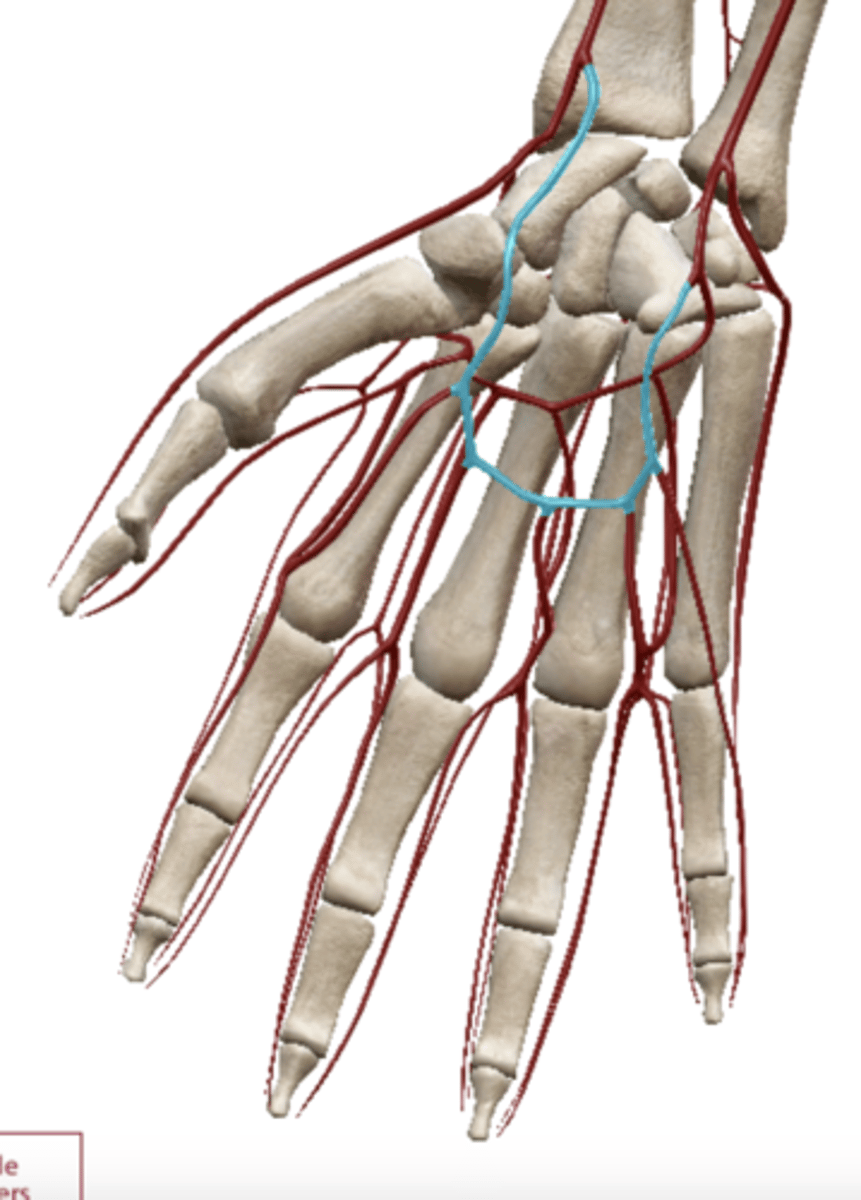 <p>radial artery</p>