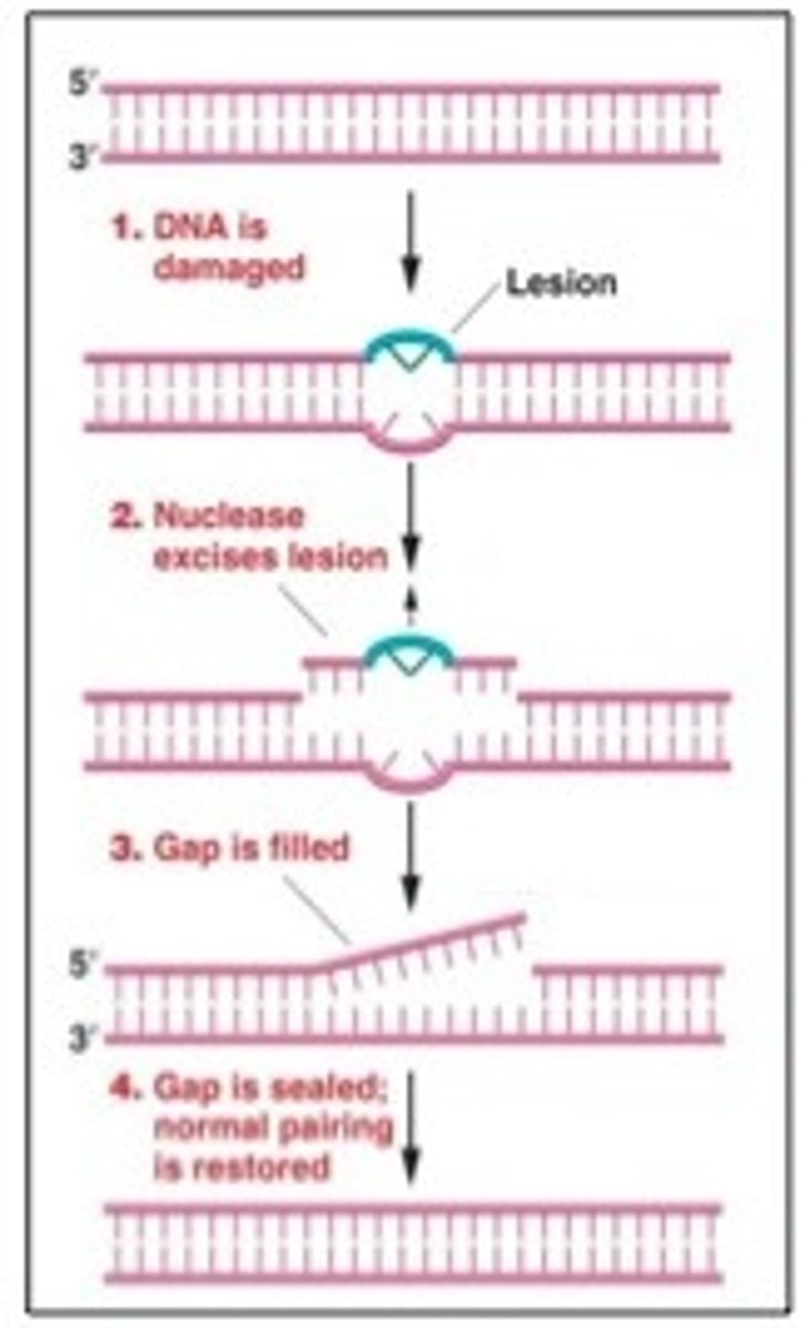 <p>MSH2-MSH6</p><p>MLH1-PMS2</p>