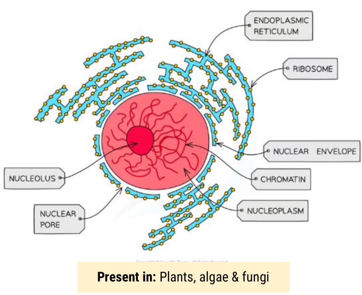 <ul><li><p>Contains chromatin (linear DNA bound to histone proteins)</p></li><li><p>Separated from the cytoplasm by a double membrane which is full of pores</p><ul><li><p>allows MRNA &amp; ribosomes to leave the nucleus and enzymes</p></li></ul></li><li><p><span style="color: yellow">Contains Nucleolus</span> - site of ribosome production, some cells have multiple nucleoli</p></li></ul>
