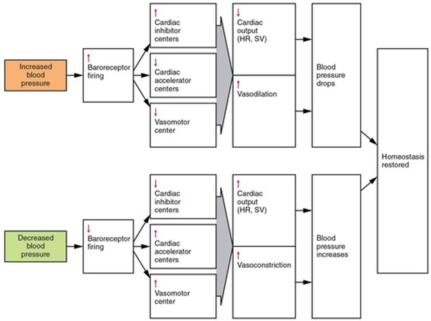 <p>Regulation of blood pressure via baroreceptors detecting stretch.</p>