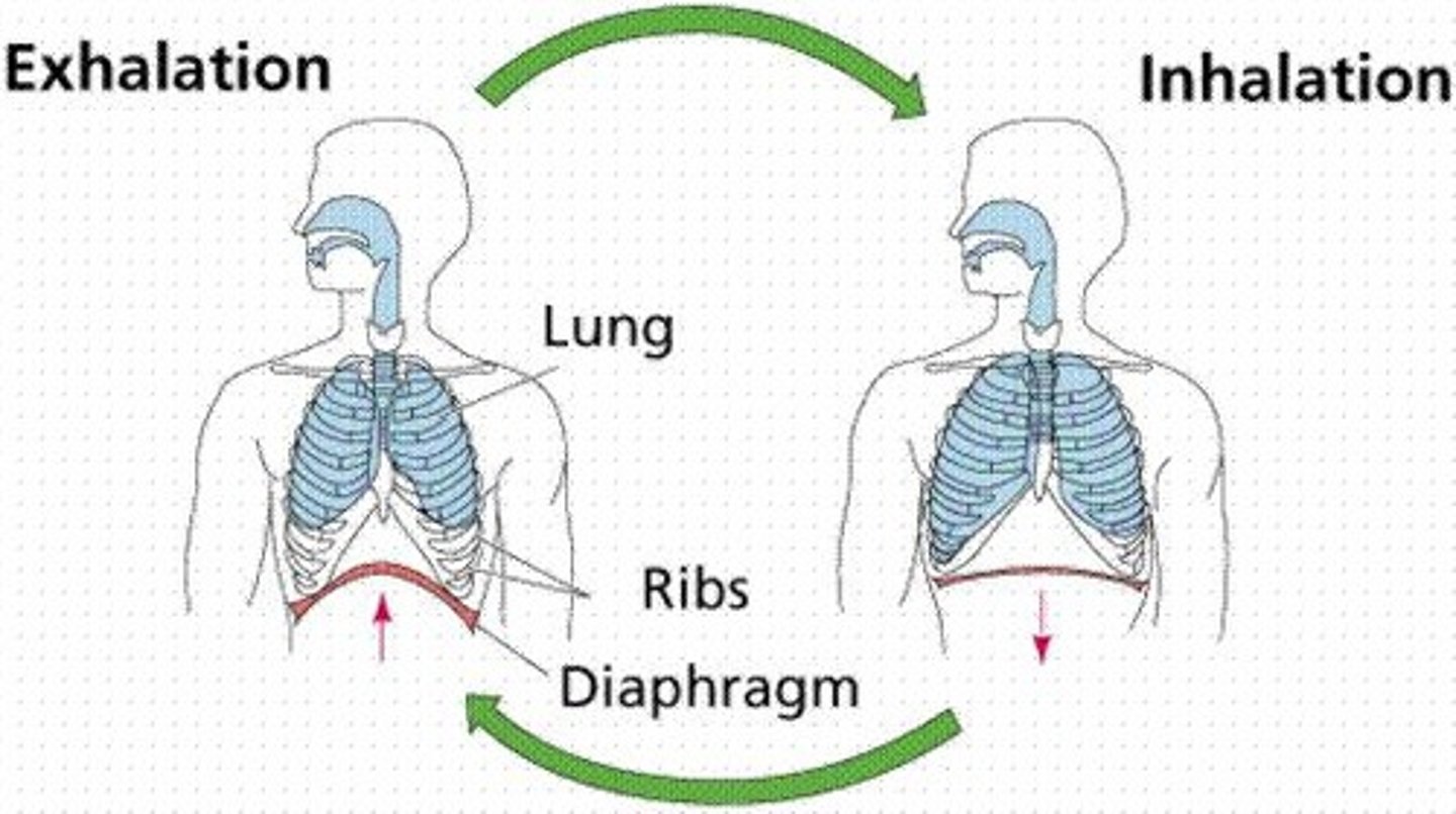<p>separates the digestive cavity from the respiratory cavity, contracts and relaxes to help the lungs inflate and deflate</p>