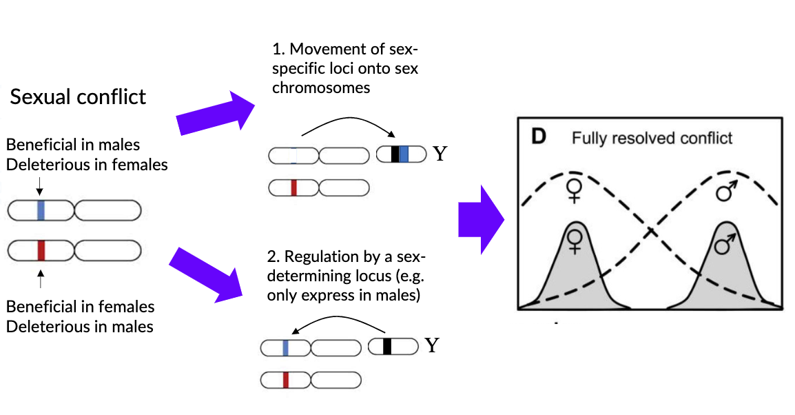 <p>evolution of sex chromosomes (movement and regulation)</p>