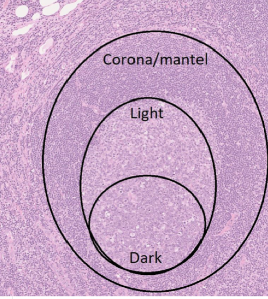 <p>den består av olika zoner:</p><ul><li><p><strong>Dark zone</strong>: Mer centeroblaster. Lite mörkare.</p></li><li><p><strong>Light zone</strong>: Mer centerocyter, FDC och makrofager. Ljusare.</p></li><li><p><strong>Mantelzon</strong>: Små B-lymfocyter med väldigt mörk kärna och sparsam cytoplasma.</p></li></ul>