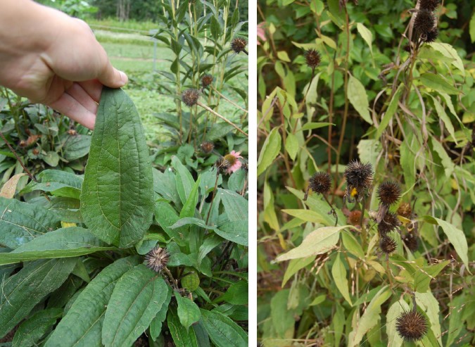 <ul><li><p>foliage: alternate, lower leaves are ovate to broadly lance-shaped, coarsely toothed, long petioles. Upper leaves are narrow and nearly entire and sessile. Rough texture</p></li><li><p>flower: drooping ray flowers (rose to rose-purple), disc flowers (orange-brown), blooms late June into August</p></li><li><p>2-4 ft erect, stiff plant</p></li><li><p>needs full sun, can tolerate light shade, drought resistant</p></li><li><p>Attracts butterflies </p></li><li><p>NWPL: NL</p></li></ul><p></p>
