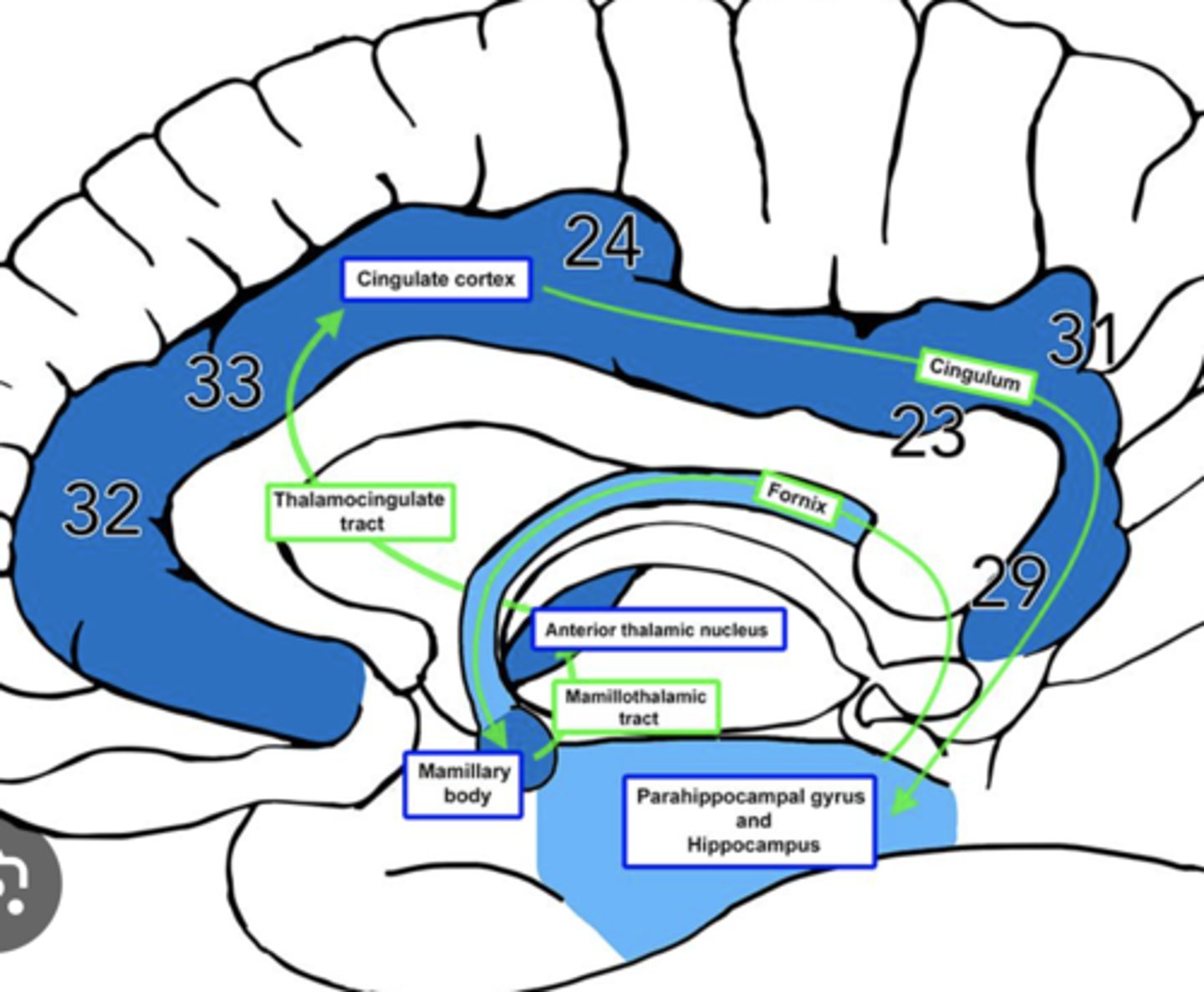 <p>1. hippocampus</p><p>2. fornix</p><p>3. mammillary nuclei</p><p>4. mammillothalamic tract</p><p>5. anterior nuclei (thalamus)</p>
