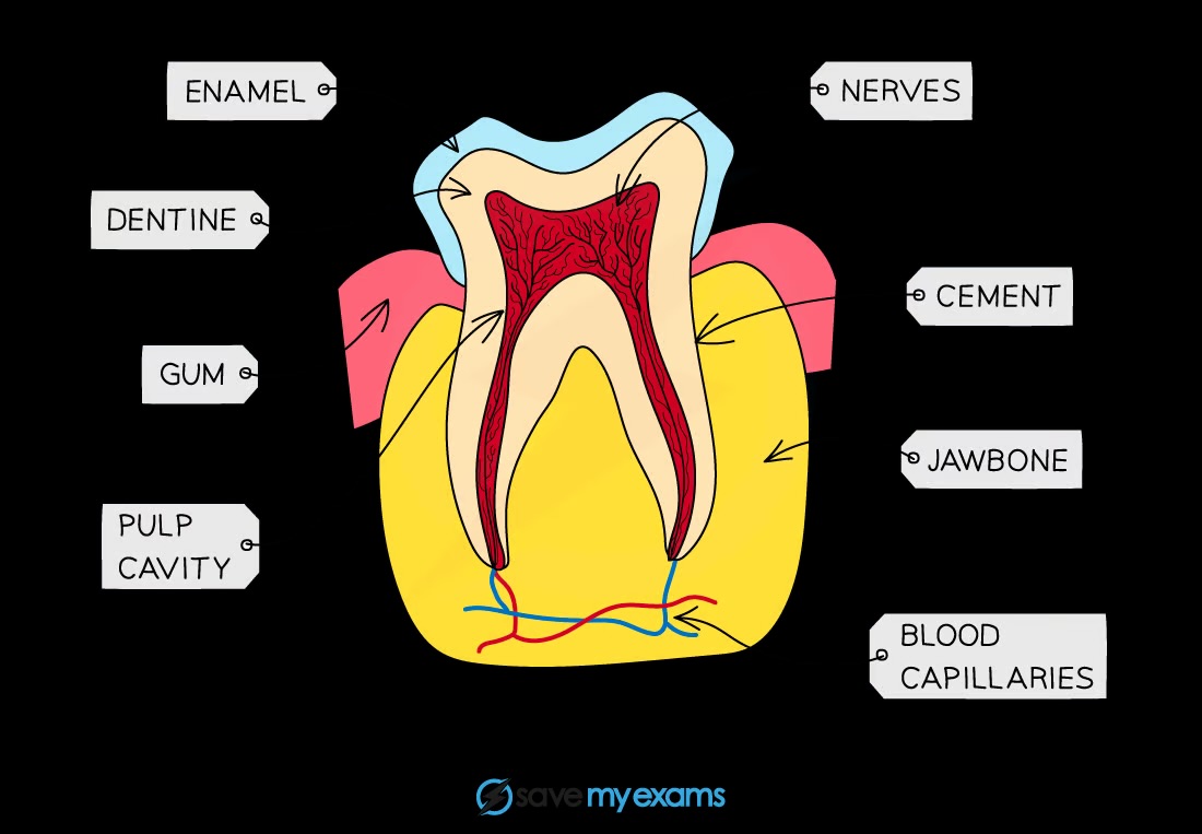<p>Enamel, dentine, pulp, nerves, blood vessels, cement, and the teeth are embedded in bone and gums</p>