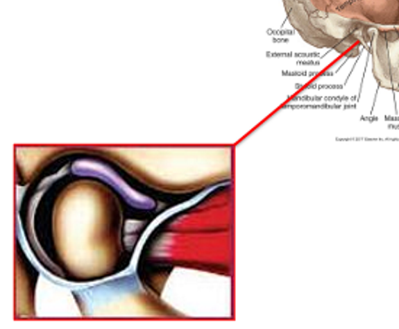 <ul><li><p>Upper<strong> </strong>cavity - <strong>mandibular translation</strong></p></li><li><p>Lower<strong> </strong>cavity - <strong>mandibular rotation</strong></p><ul><li><p>Ant. - Lateral pterygoid muscle</p></li><li><p>Post. - Retrodiscal pad</p></li></ul></li></ul><p></p>