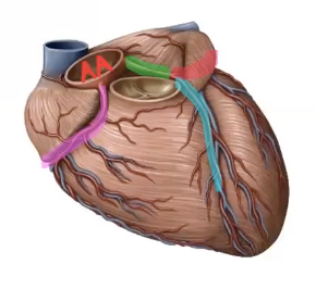 <p>What terminal branch of the left coronary artery is highlighted in red?</p>