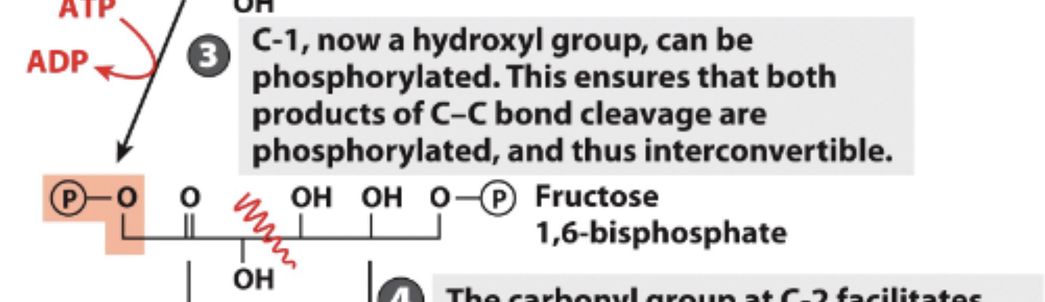 <p>Now, carbon-1 can be phosphorylated</p><p>1 ATP invested</p><p>Forms Fructose 1-6 biphosphate </p>