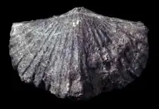 <p>Platystrophia</p>