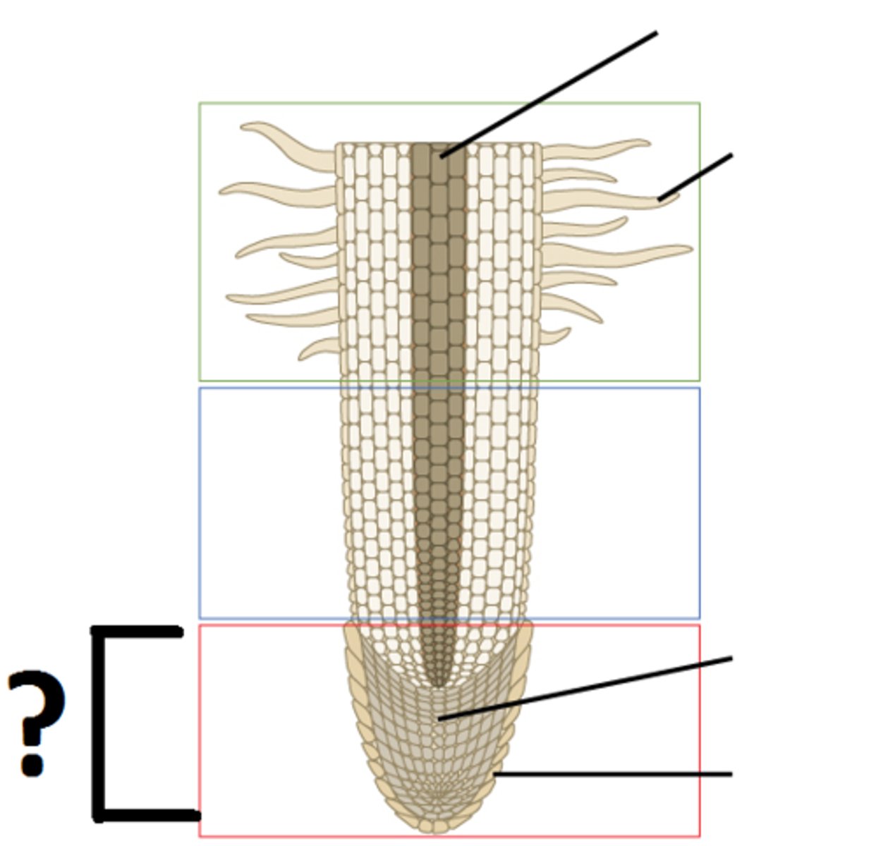 <p>increase number of cells</p>