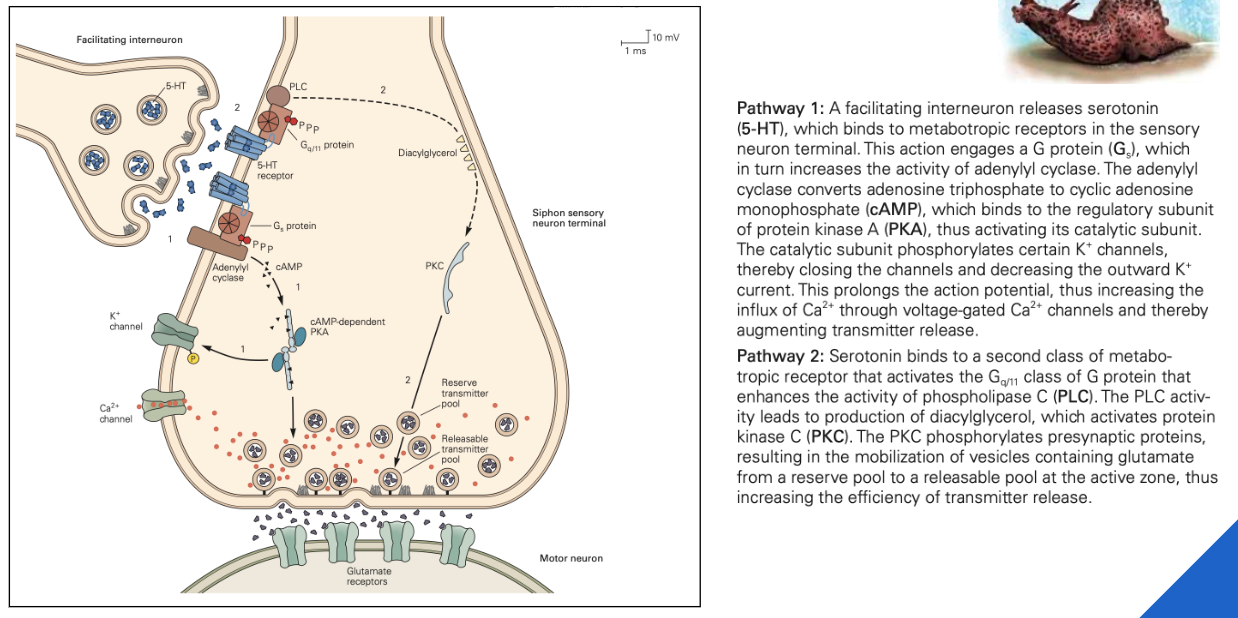 <ul><li><p>interneuronen: geven serotonine vrij</p><ul><li><p>serotonine bindt op metabotrope receptoren</p></li></ul></li></ul><p>→ stimulatie van adenylyl cyclase → aanmaak van cAMP</p><p>→ fosforylatie van K-kanalen</p><p>→ langere depolarisatie</p><p>→ Ca-vrijstelling → vesikelfusie</p><p>→ glutamaat vrijstelling = belangrijke excitatoire neurotransmitter</p><p></p><p>=> functionele veranderingen</p>