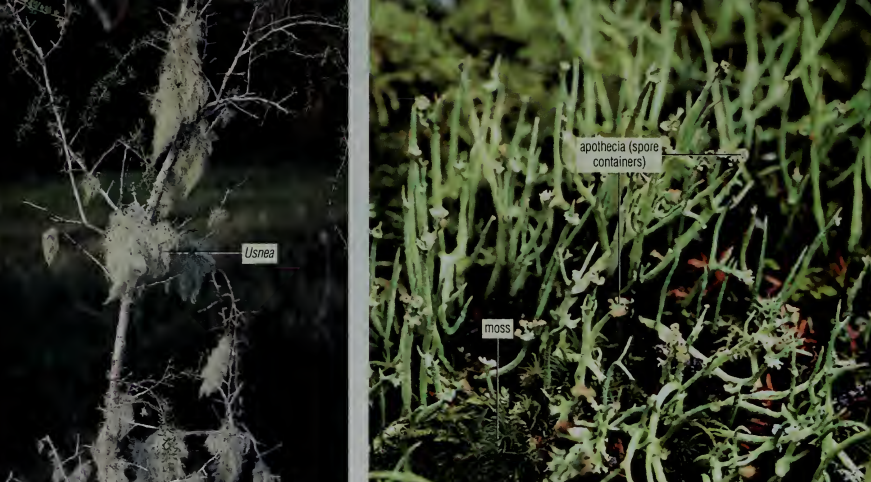 <p>what type of lichen</p>