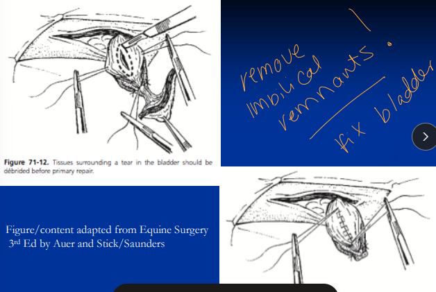 <p><span style="background-color: transparent;"><strong>Uroperitoneum</strong></span></p>