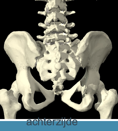<p>Os sacrum<br>→geklemd tusen de eliumvleugels</p>