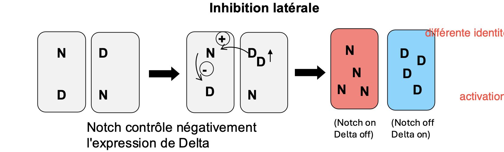 <p>Une cellule qui augmente l’activité delta va activer le récepteur Notch de l’autre cellule ce qui va diminuer l’expression de delta dans cette cellule. </p><p>→ une cellule aura beaucoup de Delta et l’autre beaucoup de Notch.</p>