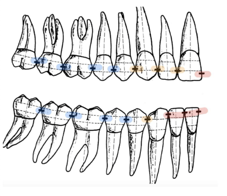 <p>2<br>except the most distal tooth in each arch</p>