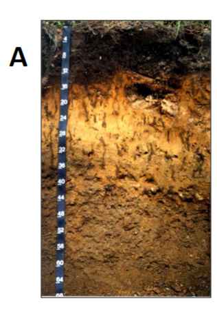 <ul><li><p>highest quality for plants</p></li><li><p>darker in color, high biological activity</p></li><li><p>Ap - plow later (abupt boundary)</p></li><li><p>Ab - buried horizion</p></li></ul>