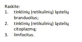 <p>tinklinis /retikulinis jungiamasis audinys (limfinis mazgas)</p>