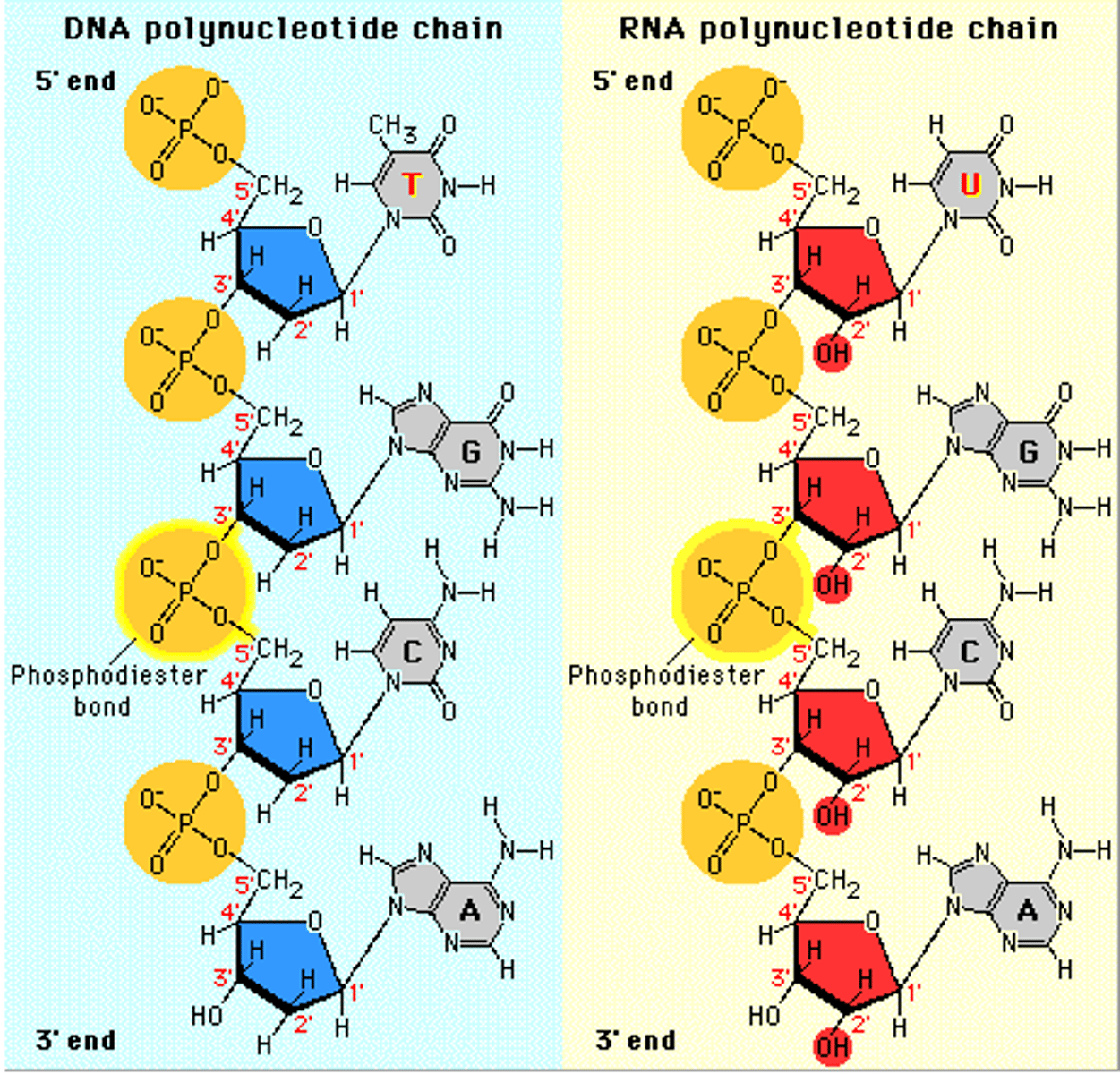 <p>DNA and RNA, polynucleotides</p>