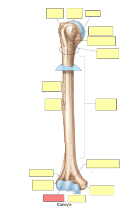 <p>what view of the humerus is this </p>