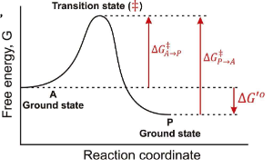 <p>“Enzyme catalyst change the rate or reactions but not thermodynamic position (∆G)”</p>