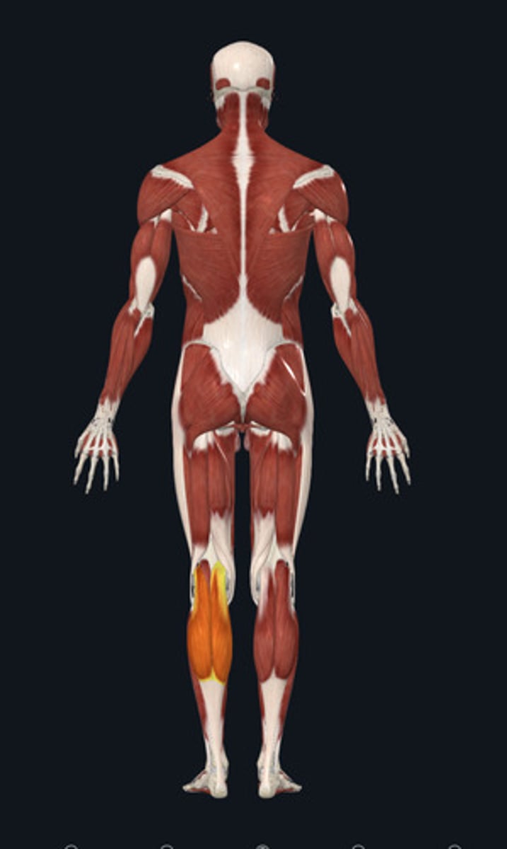 <ul><li><p><u>Origin:</u>&nbsp;Femur</p></li><li><p><u>Insertion:</u>&nbsp;Calcaneus</p></li><li><p><u>Action:</u>&nbsp;Plantar flexion</p></li></ul><p></p>