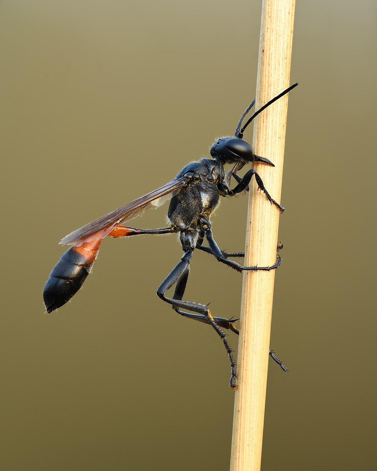 <p>Thread-waisted wasps and relatives</p><p>Order Hymenoptera</p>
