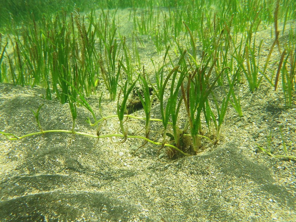 <p>Narrow leaves and roots<br>Stabilize sediment</p>