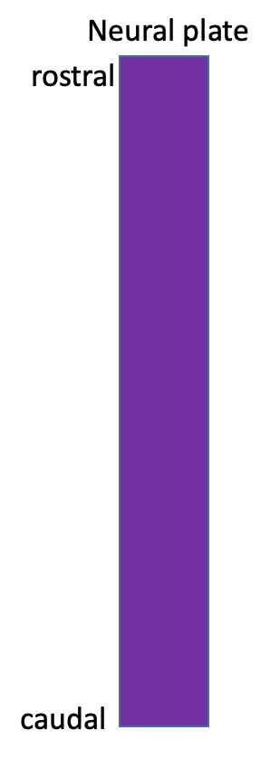 <p>Label for rostrocaudal molecules </p>