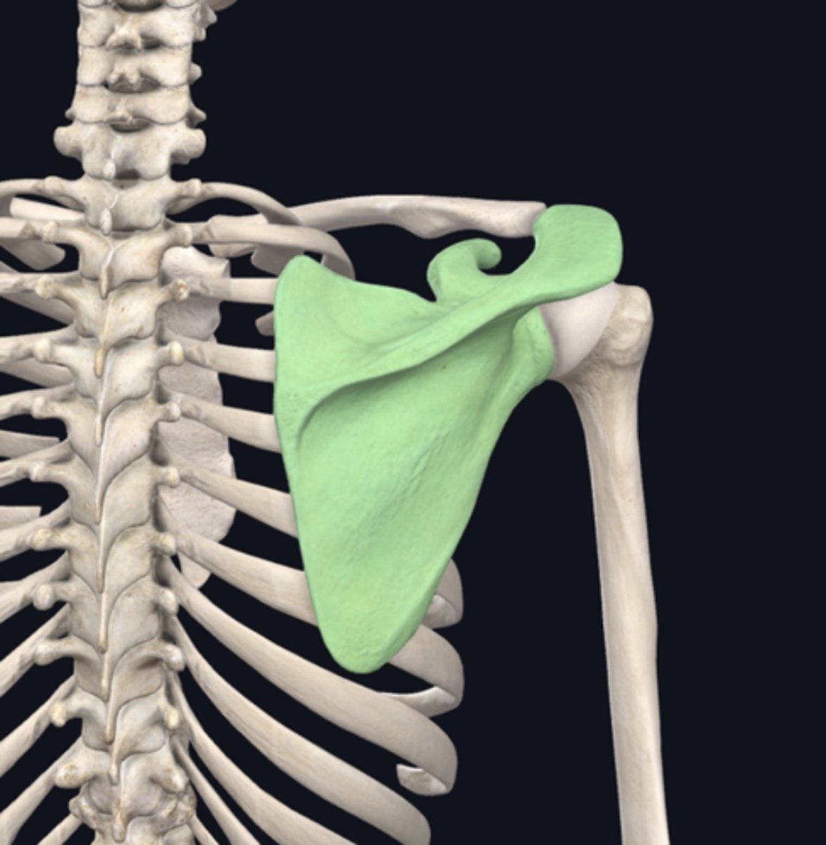 <p>Name the bone indicated in green in the following image:</p>