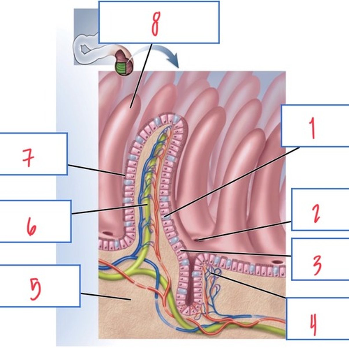 <p>What structure associated with the small intestine is 2?</p>