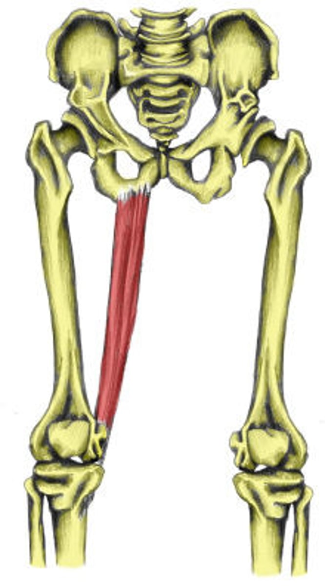 <p>A: adduction of thigh; flexion of leg</p><p>O: body and superior ramus (pubis)</p><p>I: proximal shaft of tibia</p>