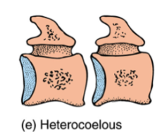 <p>Vertebrae shaped like a saddle, concave posterior, convex anterior, allowing for incredible flexibility, seen in cervical vertebrae of birds and turtles.</p>