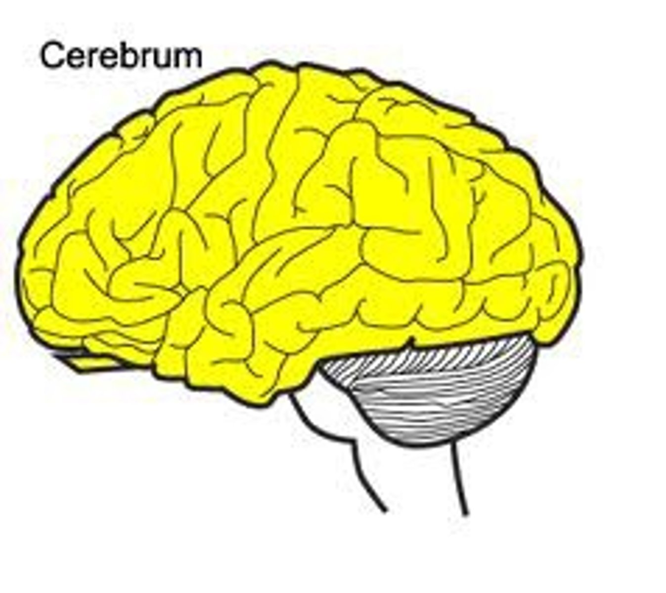 <p>- The largest part of the brain</p><p>- Responsible for functions like thought, learning, memory, senses and voluntary movement</p><p>- The surface is wrinkled, which increases the surface area to fit more neurons</p>