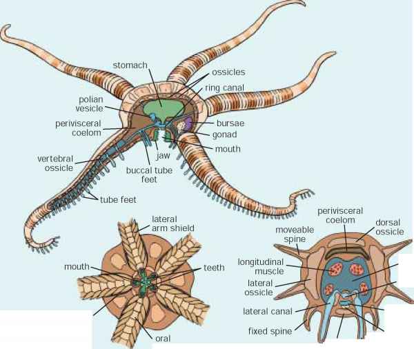 <p>Brittle Stars</p>