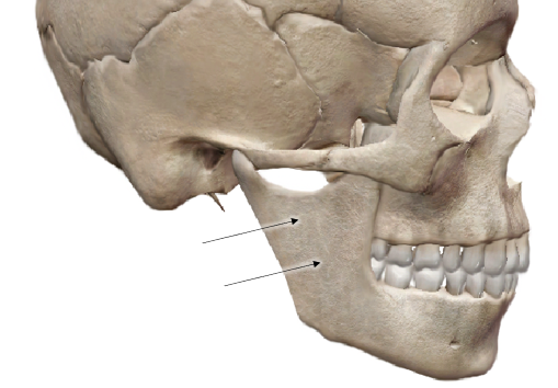 <p>Name the structure and the bone</p>