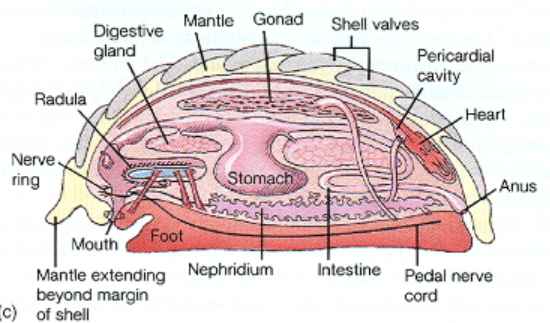 <p>Phylum Mollusca: Polypalcophora Reproduction</p>