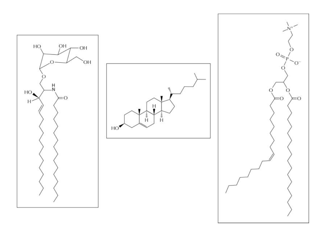 <p>Three different membrane components are shown in Figure Q11-10. Using the list below, identify the three components, and label the chemical groups indicated.</p><ol><li><p>glycerol</p></li><li><p>sugar</p></li><li><p>phospholipid</p></li><li><p>glycolipid</p></li><li><p>sterol</p></li><li><p>unsaturated hydrocarbon</p></li><li><p>saturated hydrocarbon</p></li><li><p>sterol polar head group</p></li></ol>
