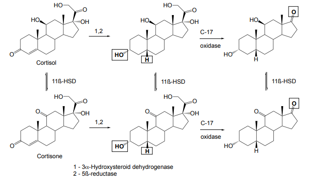 <p>Reduction of A ring and cleavage of side chain</p>