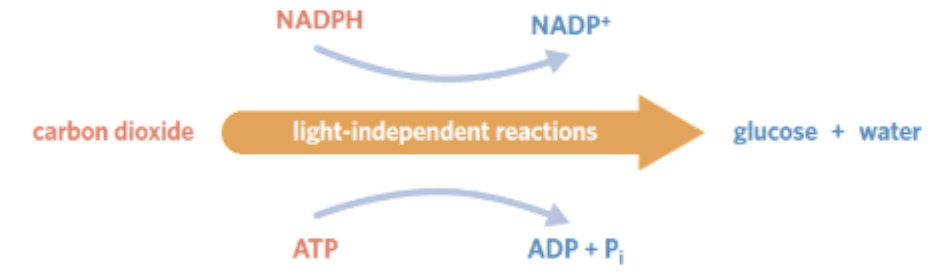 <p>the second stage of photosynthesis, occurring at the stroma</p><ul><li><p><strong>Purpose → </strong>to use chemical energy (NADPH + ATP) produced from LDR to convert CO2 into glucose</p></li></ul><p></p>