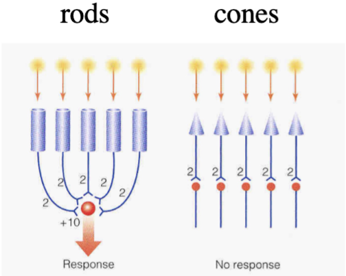 <ul><li><p>convergence of rods onto ganglion cells yields high sensitivity</p></li><li><p>lack of convergence in cones yields high acuity</p></li></ul><p></p>