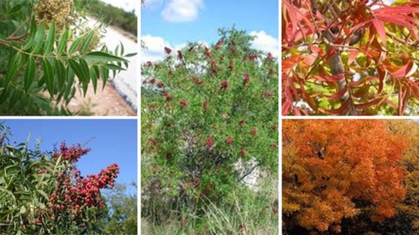 <p>Rhus lanceolata<br>Anacardiaceae</p>