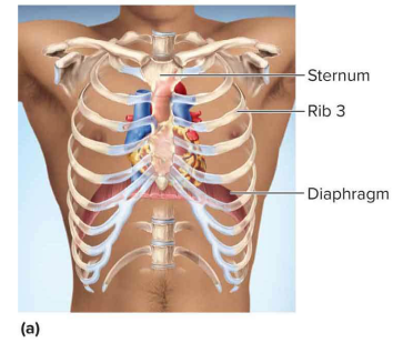 <p>Mediastinum</p>