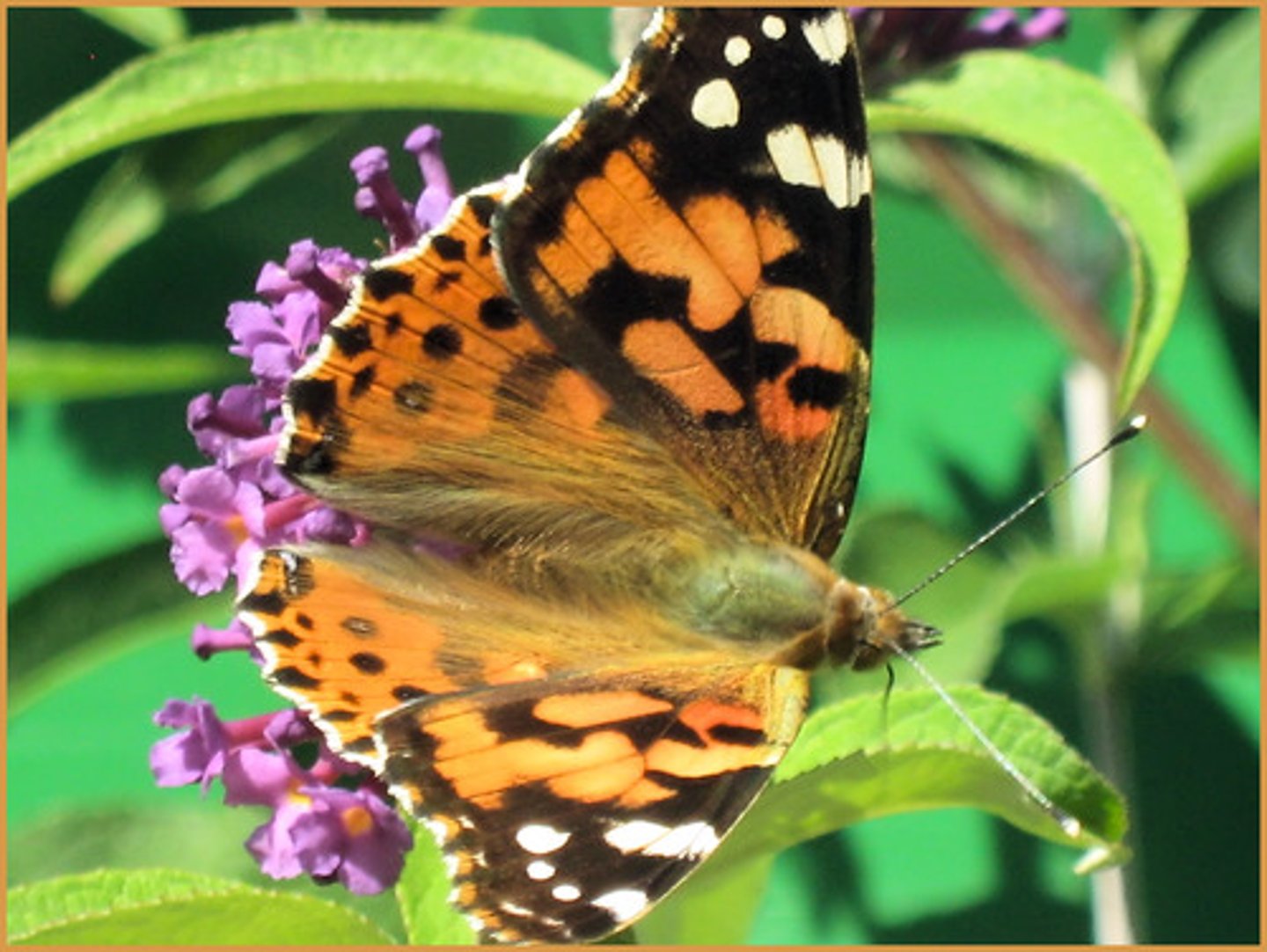<p>front and hind wings covered with flattened setae (scales)</p>