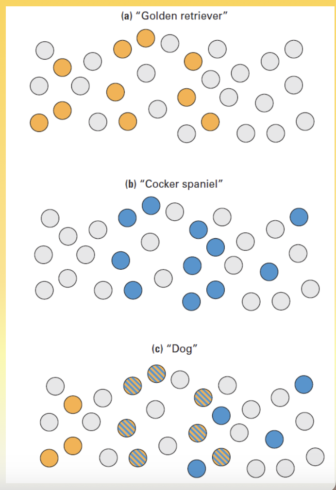 <ul><li><p>cognitive</p></li><li><p>believe cognition &amp; cognitive processing was network of connections between simple processing units called nodes</p></li><li><p>networks = connectionist models</p></li><li><p>information is coded as an activation pattern distributed across many different nodes —&gt; distributed representation&nbsp;</p></li></ul><p></p>