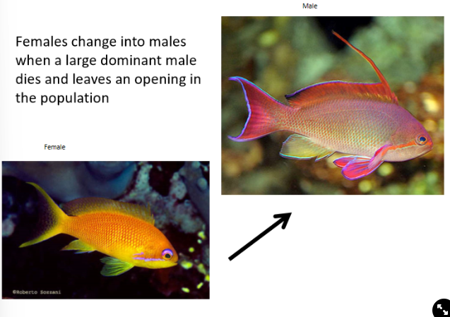 <ul><li><p><strong>increases individual fitness</strong></p></li><li><p>is more beneficial for them to be a <strong>dominant male to mate with lots of females</strong></p></li></ul>