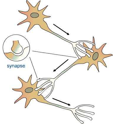 <p>What are the three structures that comprise a Synapse?</p>