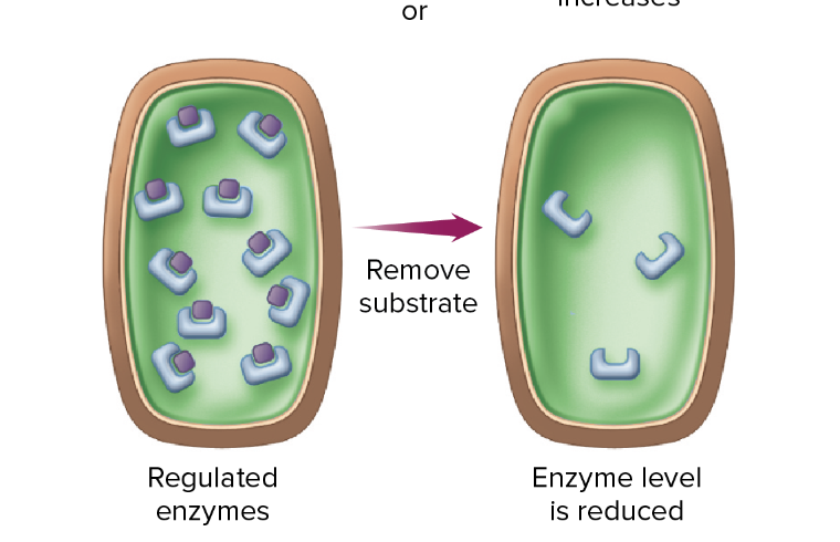 Regulated enzymes 